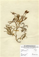 藏品(地刷子)的圖片